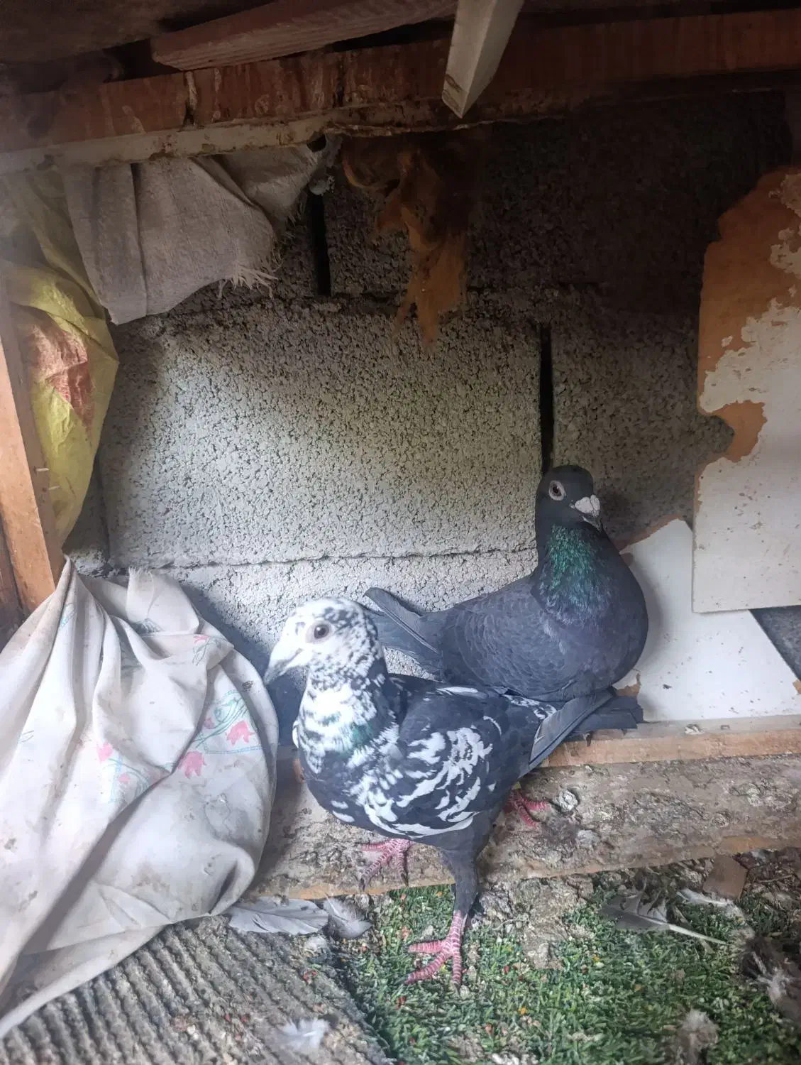 گوره|پرنده|برازجان, |دیوار