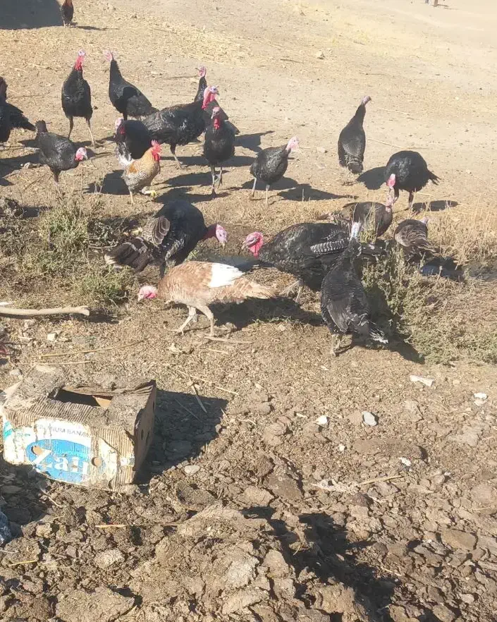 طیور،بوقلمون،صددرصدمحلی ،بومی سن۷ماه وزن میانگین۶|حیوانات مزرعه|سنقر, |دیوار