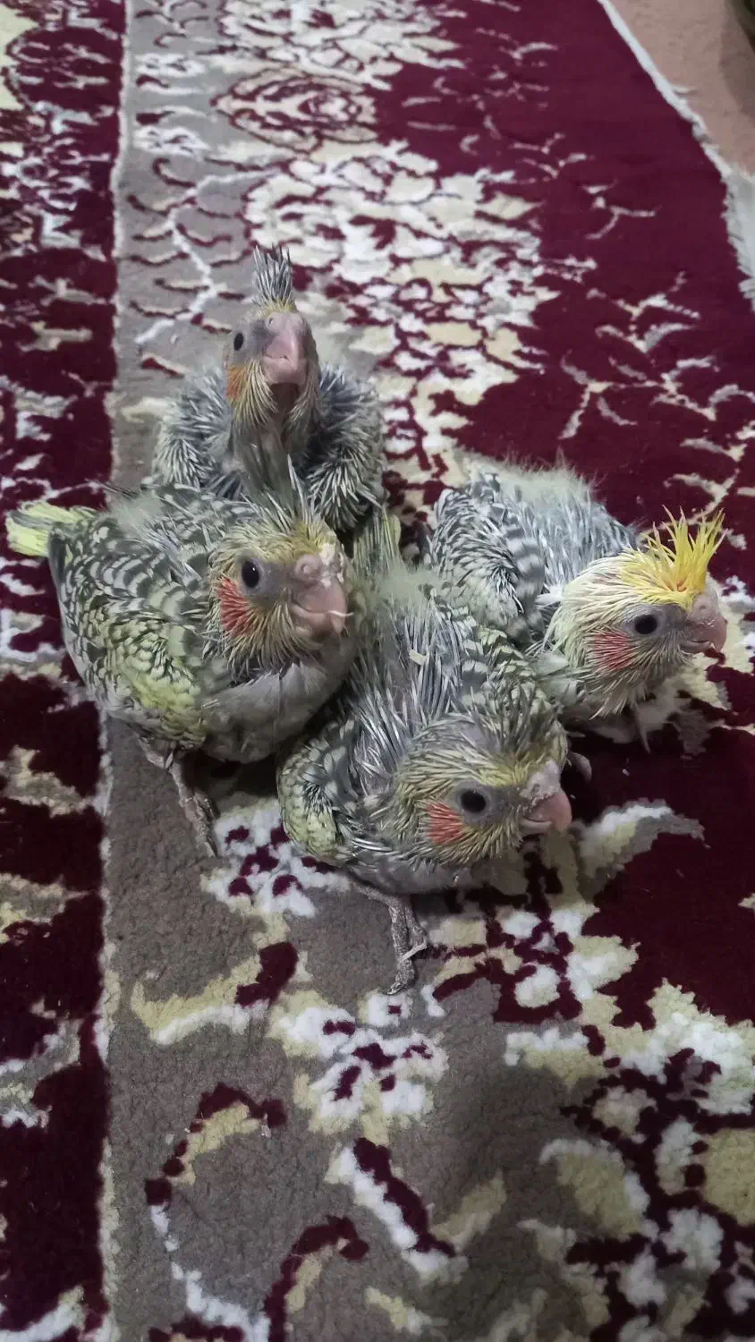 4عدد عروس هلندی سرلاکی|پرنده|میاندوآب, |دیوار