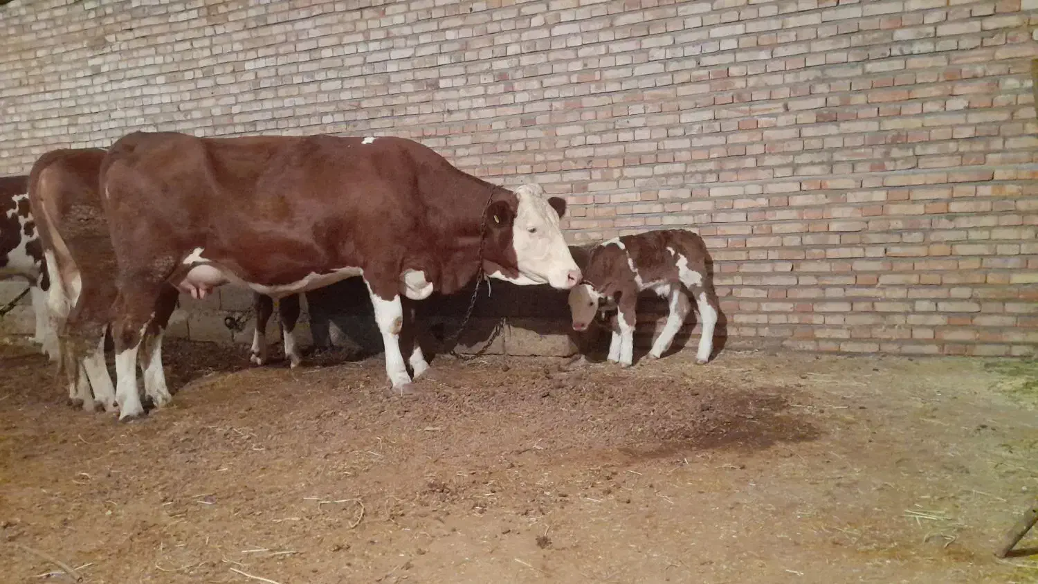 گاو سمینتال با گوساله نر|حیوانات مزرعه|چهاربرج, |دیوار