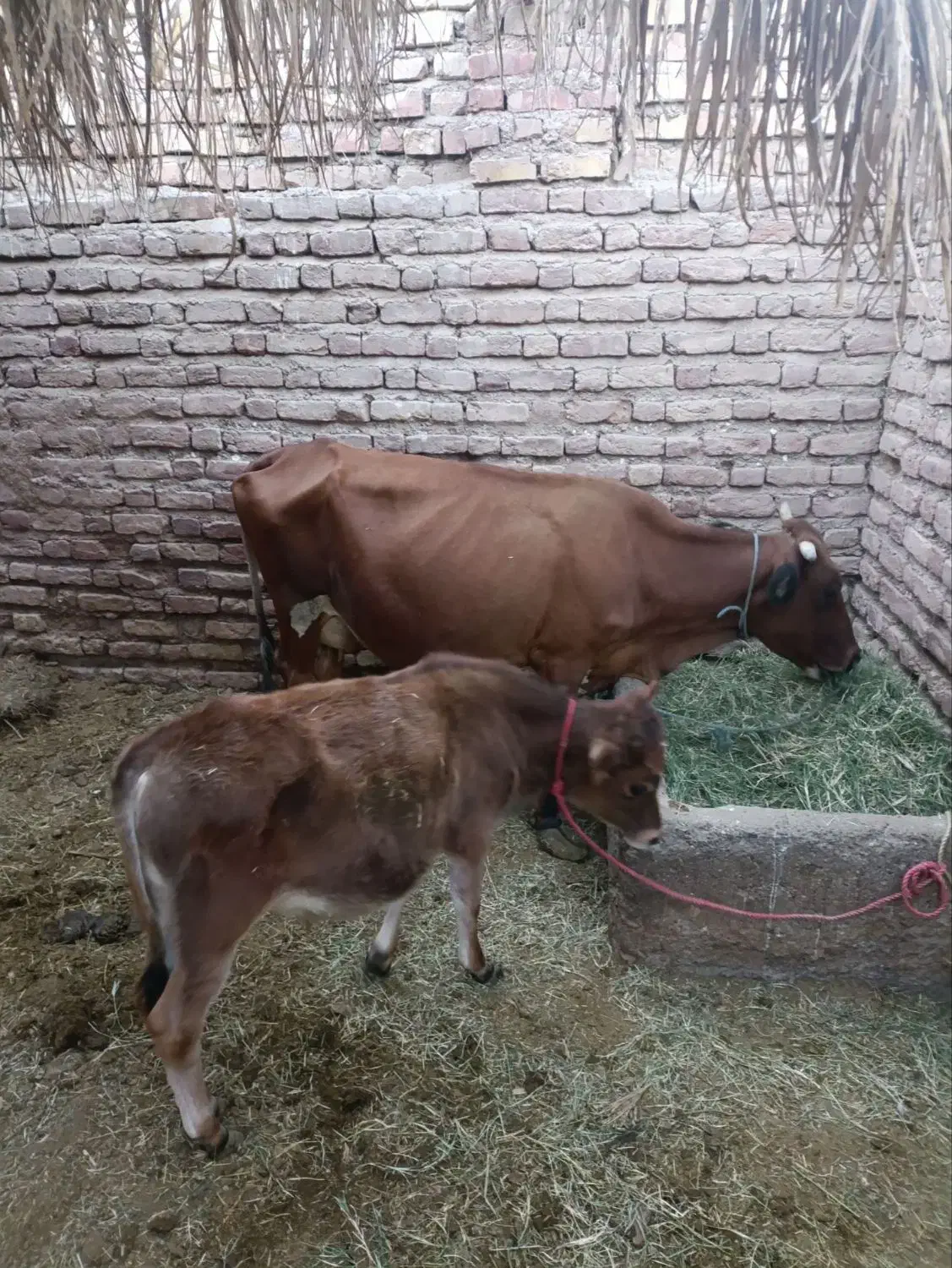 گاو جرسه|حیوانات مزرعه|بم, |دیوار