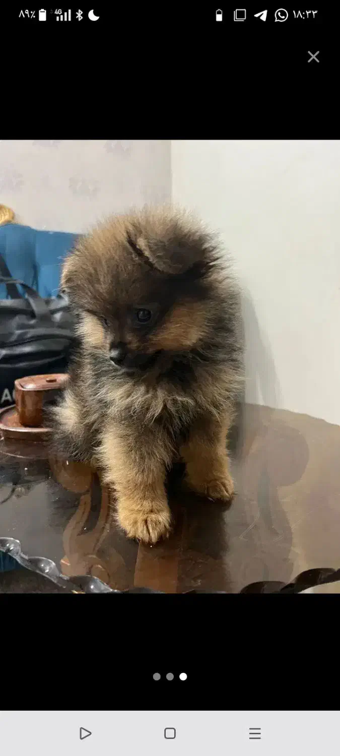 پامرین خرسی|سگ|مشهد, الهیه|دیوار