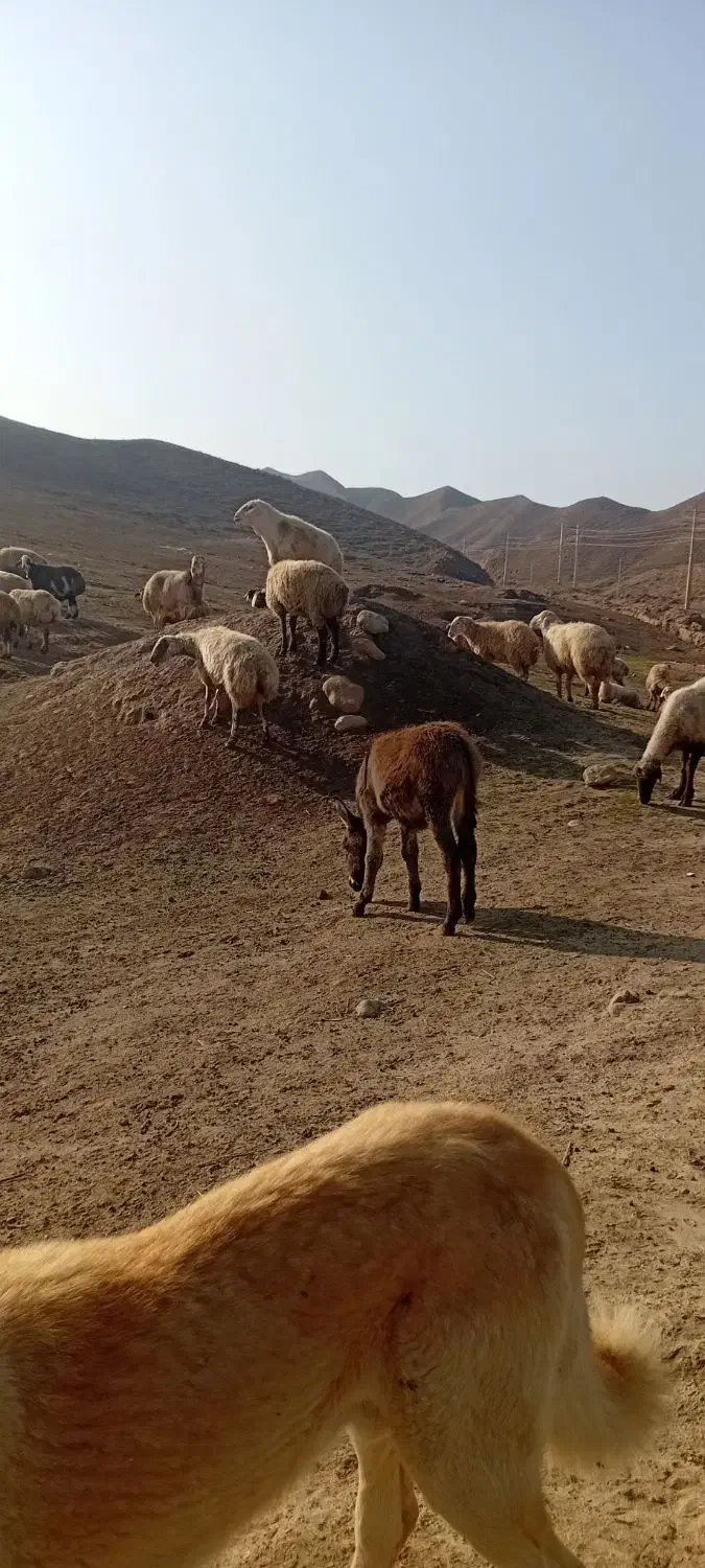 کر خر گوسفندی|حیوانات|مانه, |دیوار