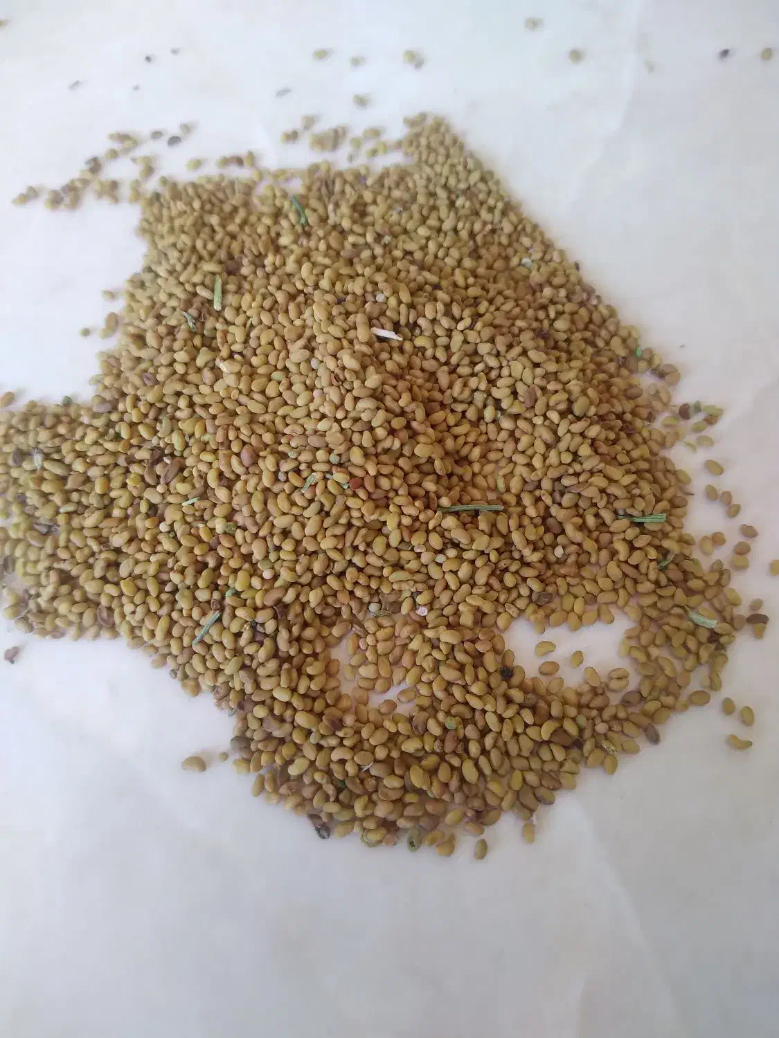 فروش بذر تضمینی|خدمات باغبانی و درختکاری|شیراز, قصرالدشت|دیوار