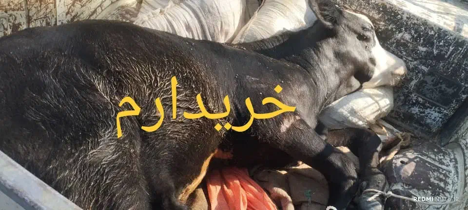 گاو،گوساله|حیوانات مزرعه|خرمآباد, |دیوار