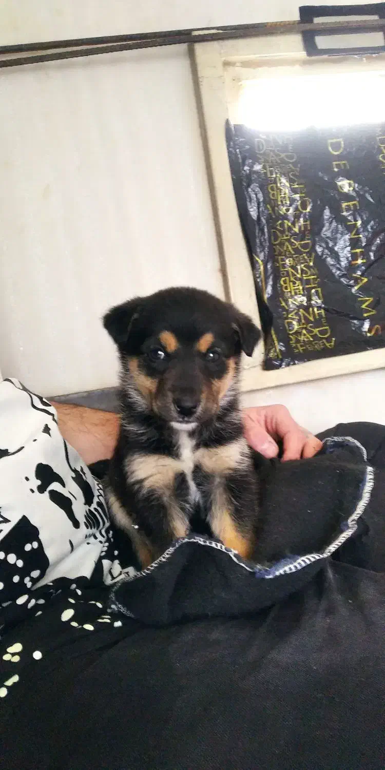 توله ژرمن شپرد(ماده)|سگ|خرم‌آباد, |دیوار