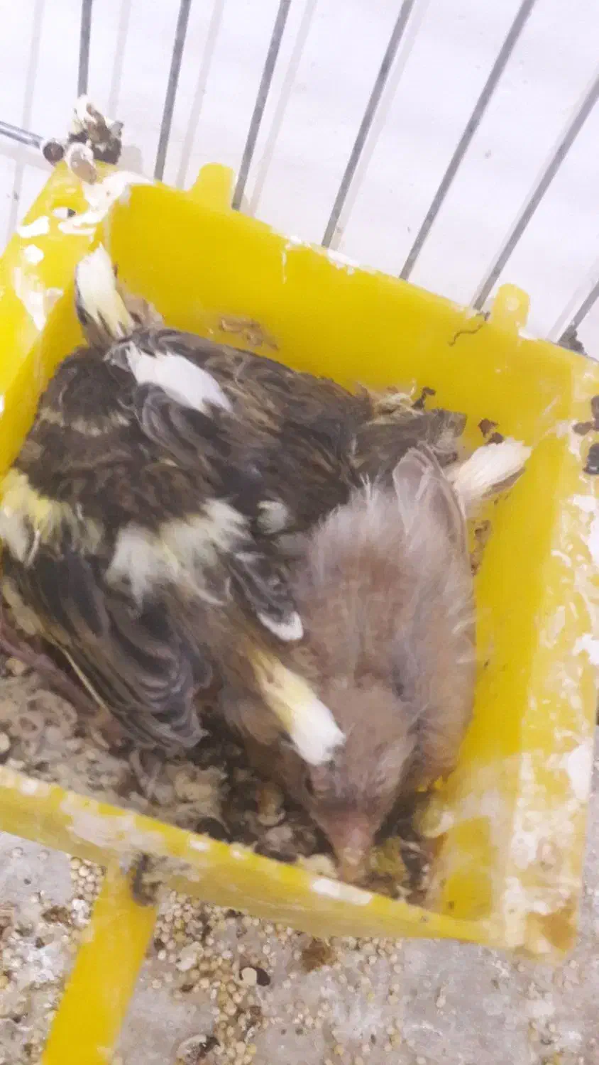 پرنده قفسی|پرنده|آبدانان, |دیوار