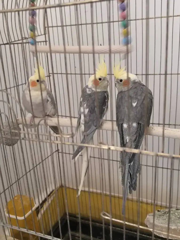 عروس هلندی با تخم و جوجه|پرنده|مشهد, شهید قربانی|دیوار