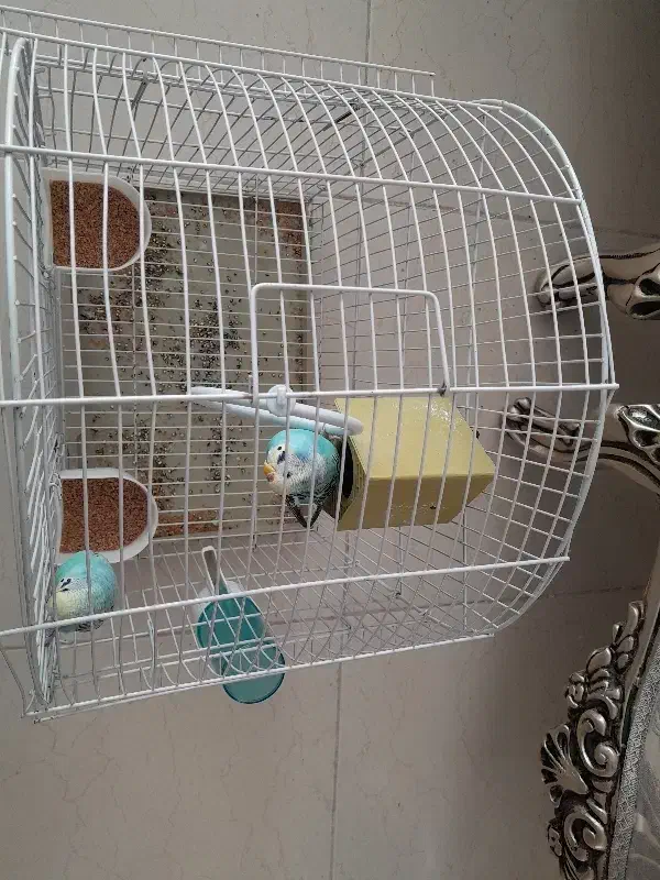 مرغ عشق|پرنده|اردبیل, |دیوار