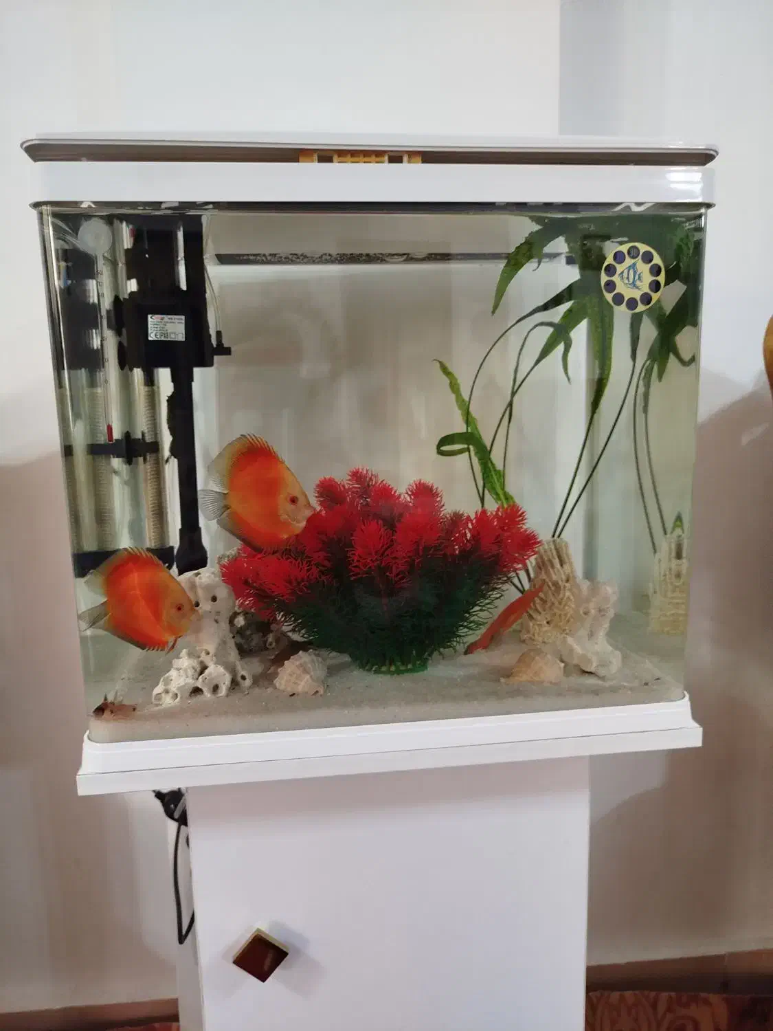 یک جفت ماهی دیسکس فوجی رد|ماهی|مراغه, |دیوار