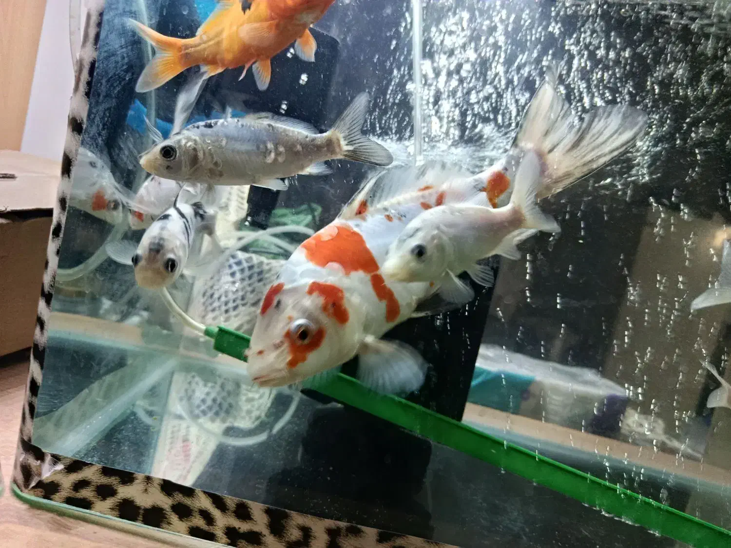 ماهی کوی نژاد دار|ماهی|قم, سراجه (۱۵ خرداد)|دیوار