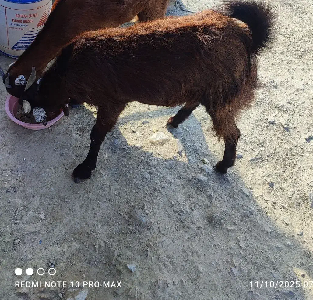 بز فروشی|حیوانات مزرعه|راسک, |دیوار