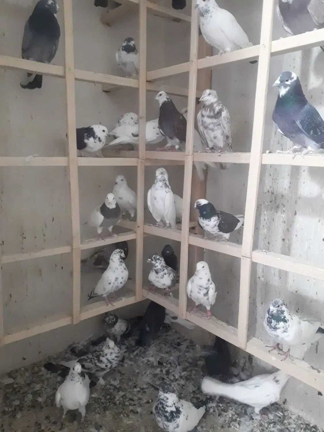 کبوتر پرشی|پرنده|کرج, کمال‌شهر|دیوار