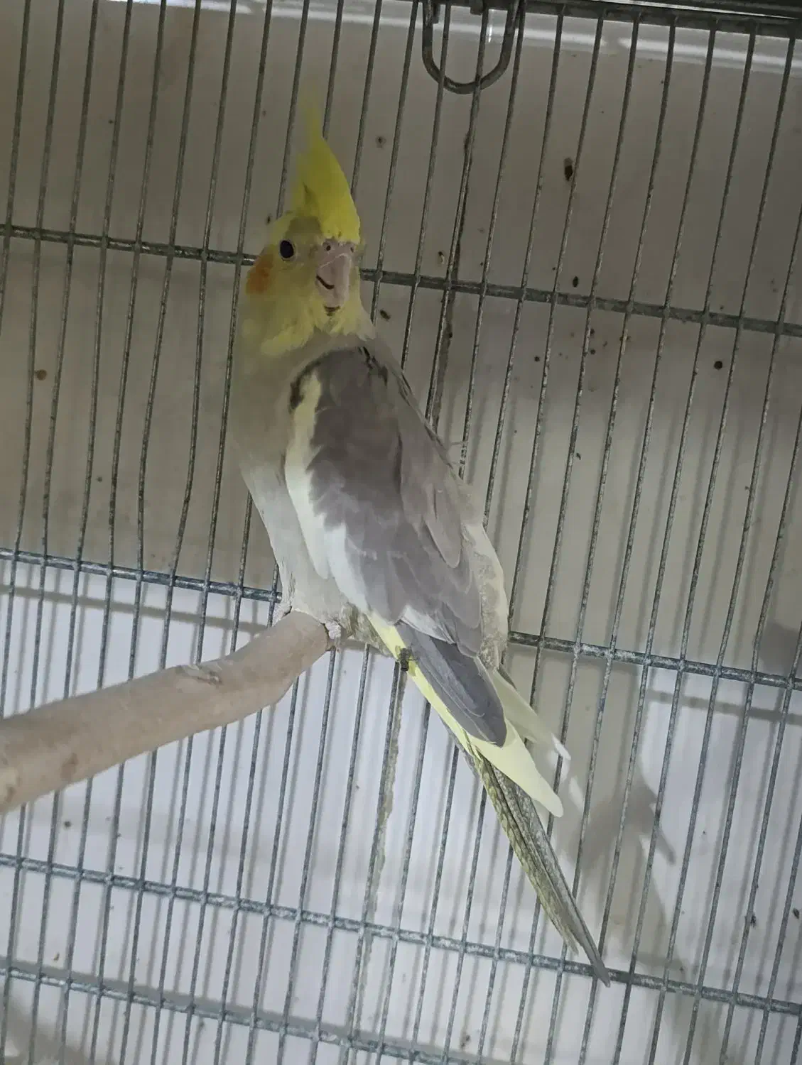 عروس هلندی ماده و چند عدد جوجه تازه دون خور|پرنده|قم, نوبهار|دیوار