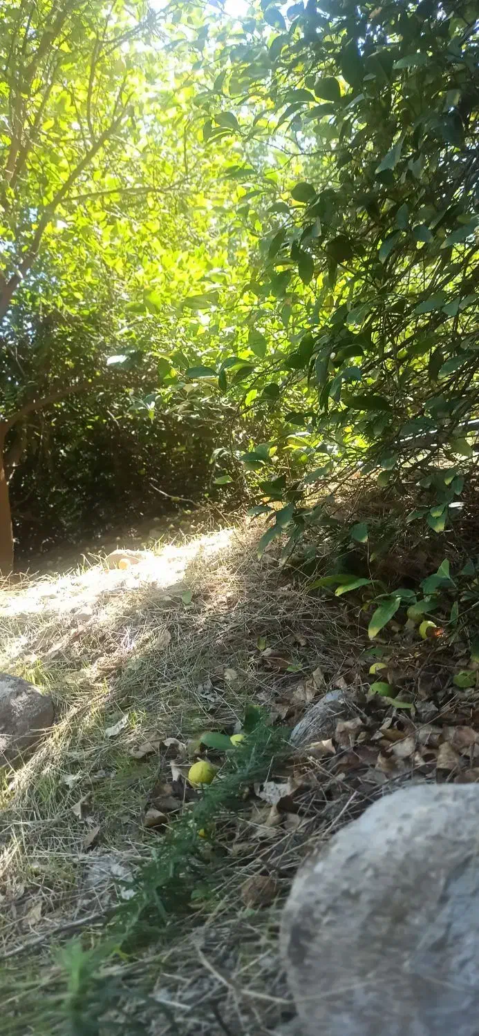 باغ لیمو پل بریم مله برفی|فروش زمین و ملک کلنگی|بوستان, |دیوار