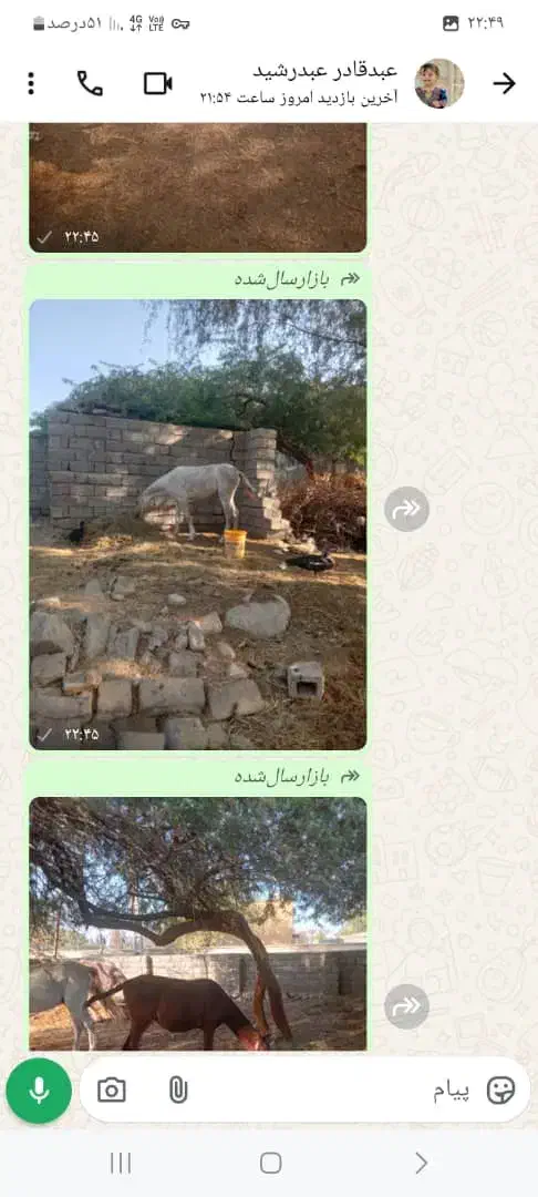 فروش 10راس اسب|اسب و تجهیزات اسبسواری|میناب, |دیوار