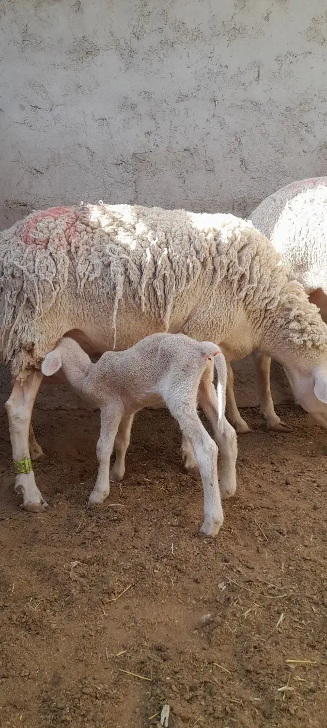 میش لاکن|حیوانات مزرعه|حمیدیا, |دیوار