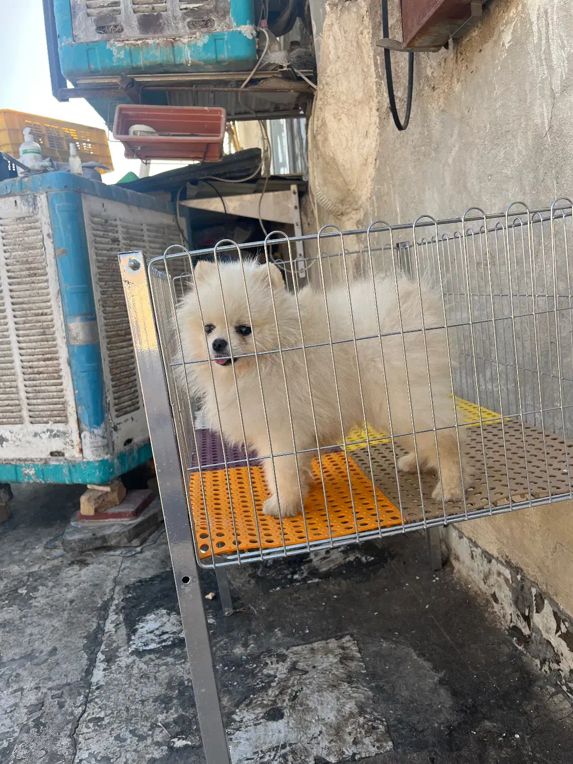سگ پامرانین خرسی|سگ|ری, تقی آباد|دیوار