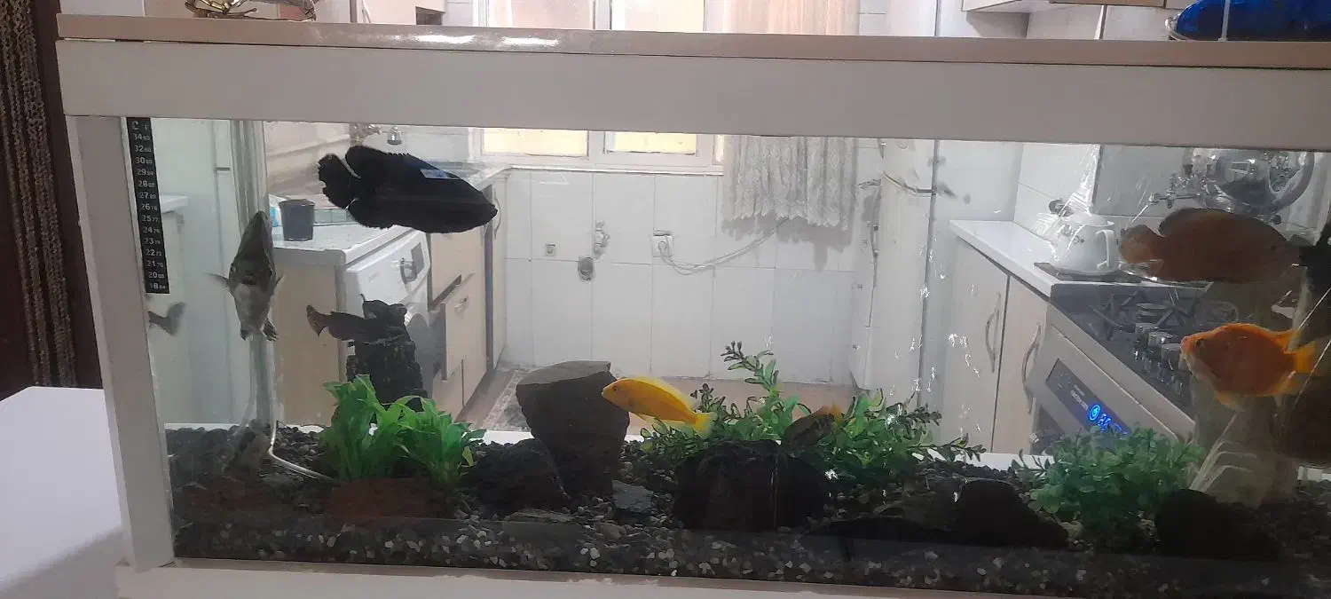 آکواریوم درقرچک|ماهی|قرچک, پارس سرام|دیوار