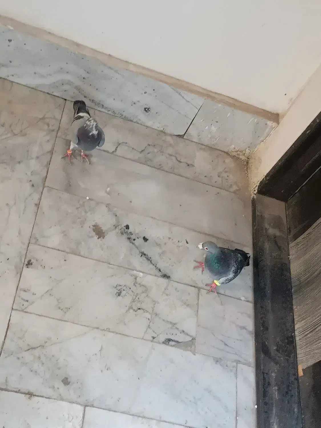 کفتر صید|پرنده|مشهد, نوید|دیوار