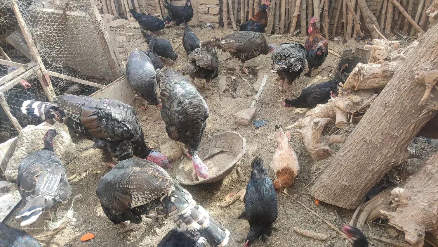 مرغ و بوقلمون|حیوانات مزرعه|رضویه, |دیوار