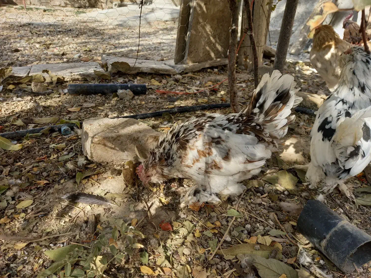 ۱۰عدد مرغ خروس یوسل بلژیکی ۲عدد گلین|پرنده|درگزین, |دیوار