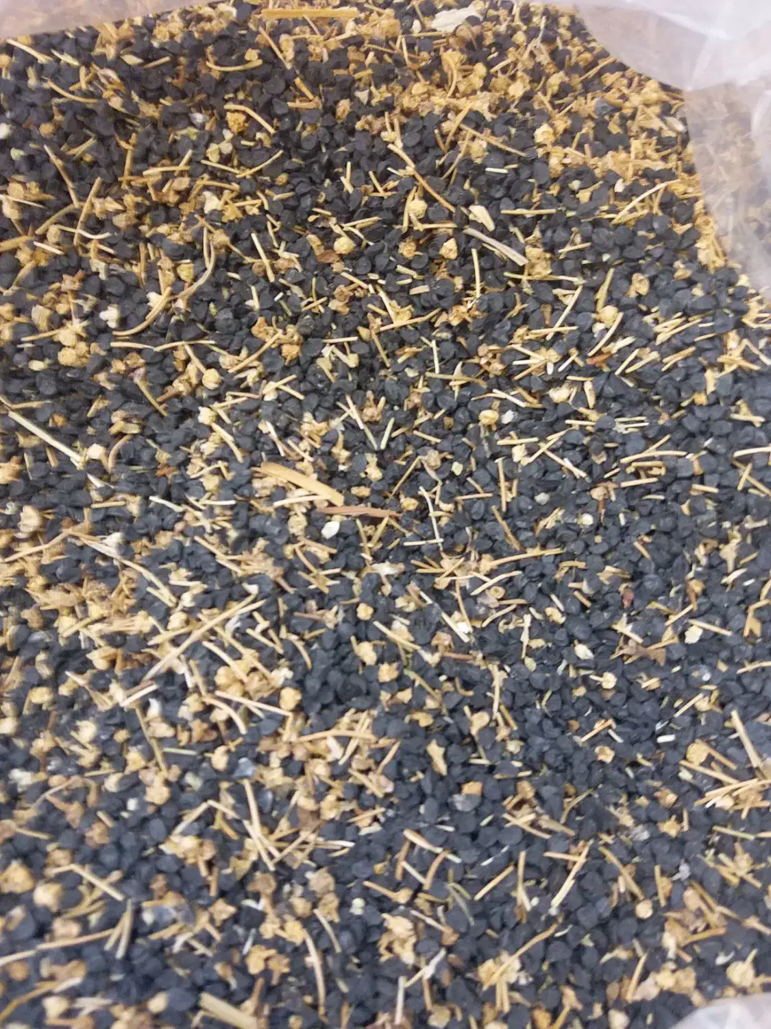 سلام بذر پیاز زرد|حراج|گلبهار, نوبهار|دیوار