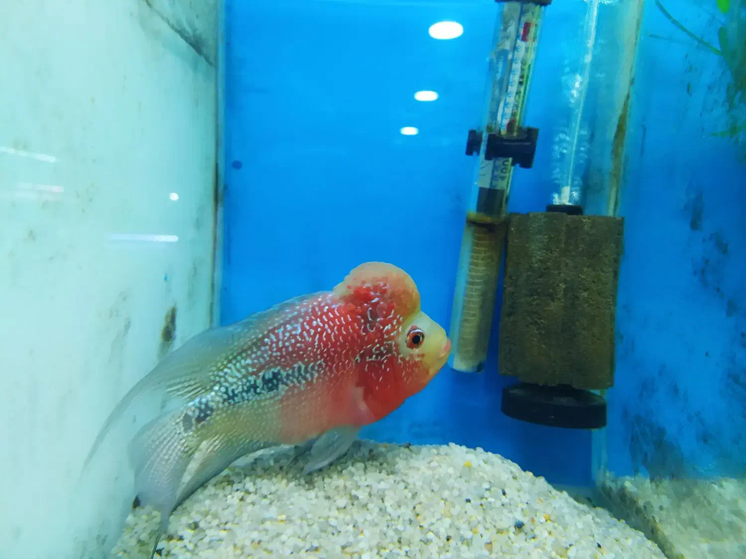 ماهی زینتی|ماهی|شیراز, بازار|دیوار