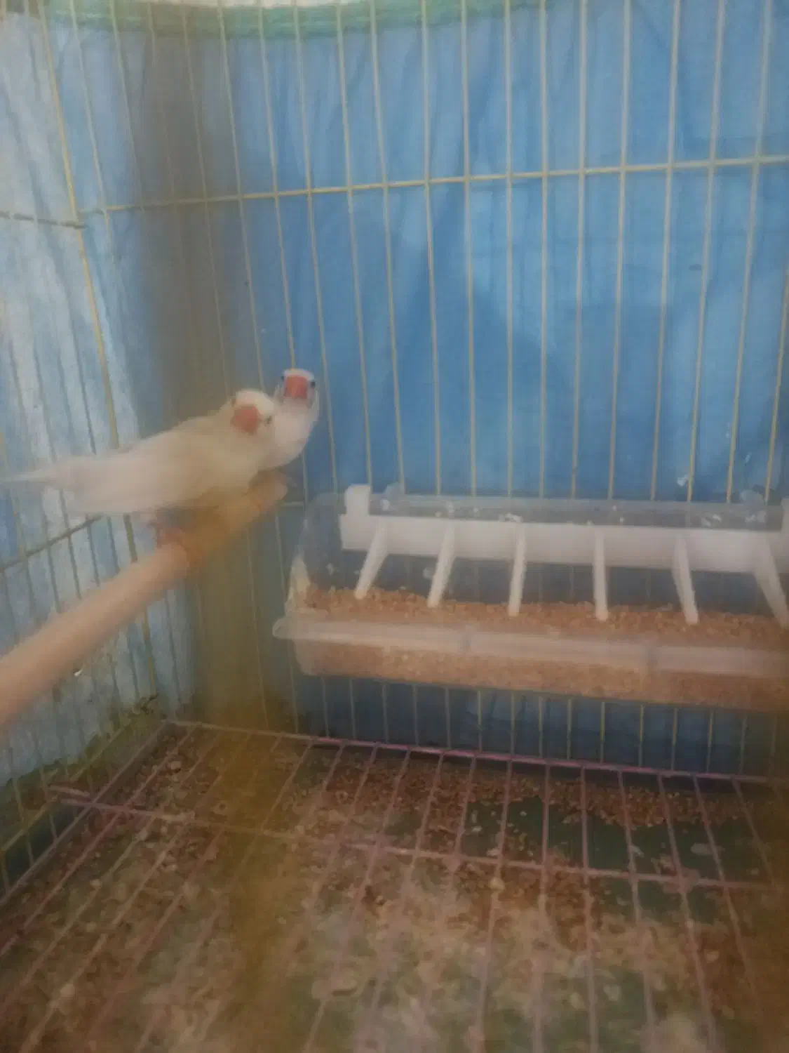 فنچ|پرنده|بندرعباس, |دیوار