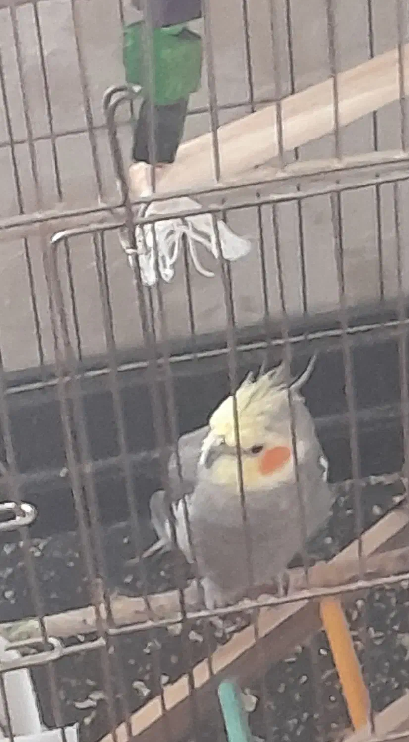 پرندهی طوطی(عروس هلندی)|پرنده|هریس, |دیوار