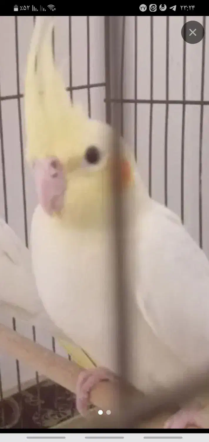 پرنده|پرنده|یزد, |دیوار