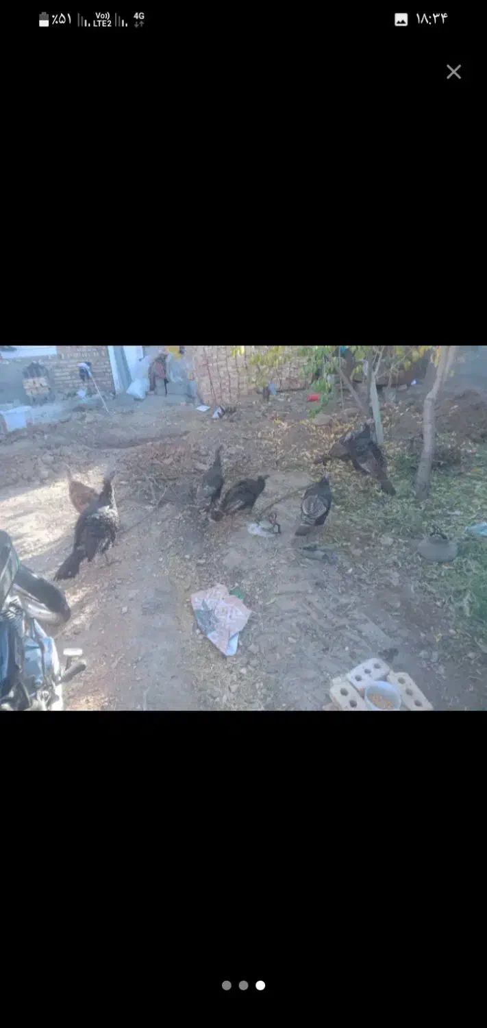 فروش ۶عدد بوقلمون ویک خروس|حیوانات مزرعه|شبستر, |دیوار