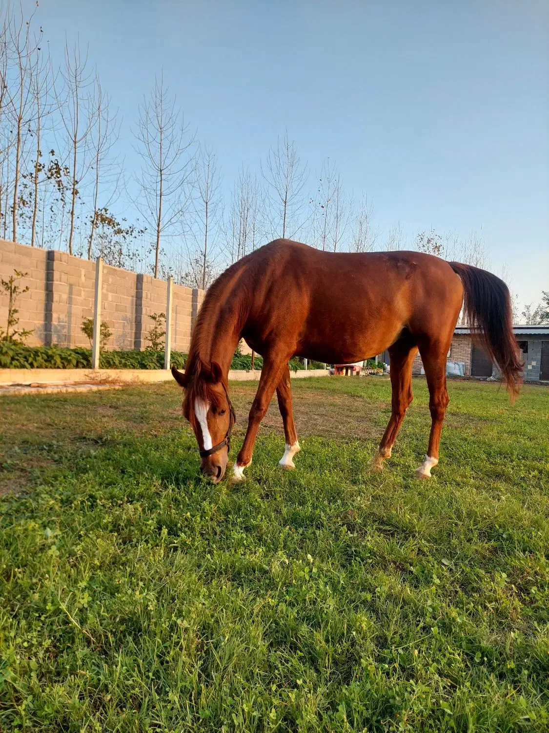 مادیان عرب پنج نشان|اسب و تجهیزات اسب‌سواری|سنگر, |دیوار