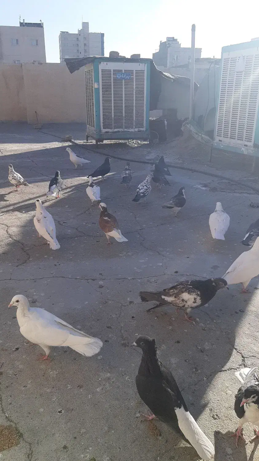 تعدادی کبوتر به فروش می رسد|پرنده|مشهد, ادیب نیشابوری (شهرک غرب)|دیوار