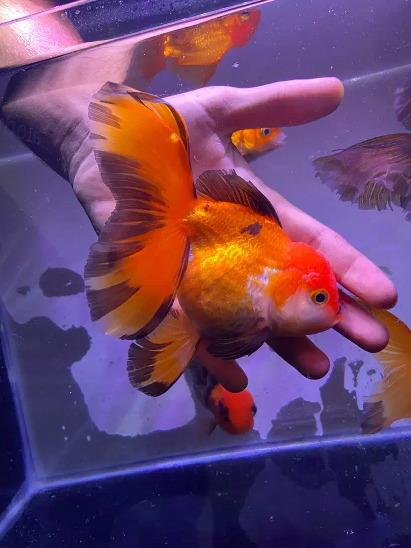 گلدفیش مولد گرید بالا|ماهی|تهران, صادقیه|دیوار