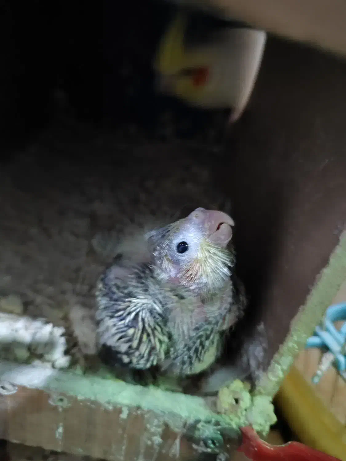 جوجه عروس هلندی سرلاکی|پرنده|تهران, امام زاده عبدالله|دیوار