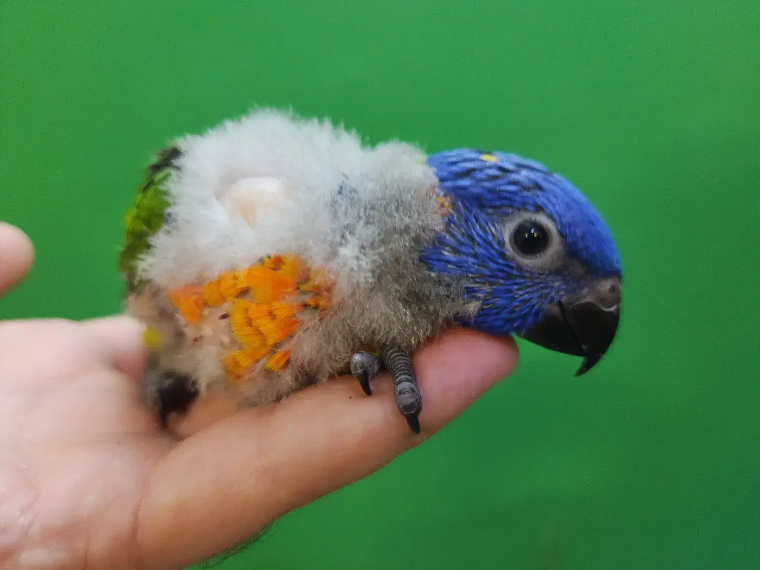 جوجه سرلاکی طوطی لوریکیت سینه نارنجی|پرنده|شیراز, شهرک امیر کبیر|دیوار