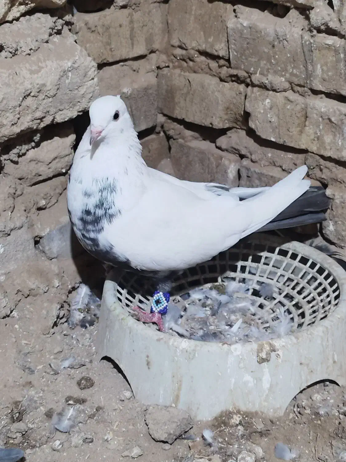 کبوتر دم قهوه ایی|پرنده|سوسنگرد, |دیوار