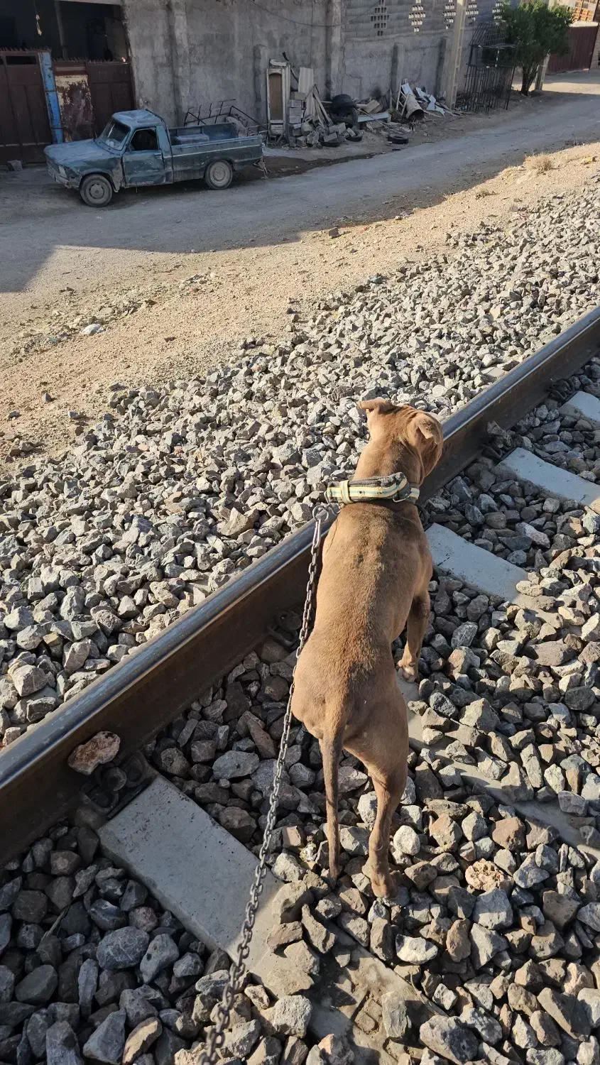 سگ پیت بول خط خونی|سگ|شهرضا, |دیوار