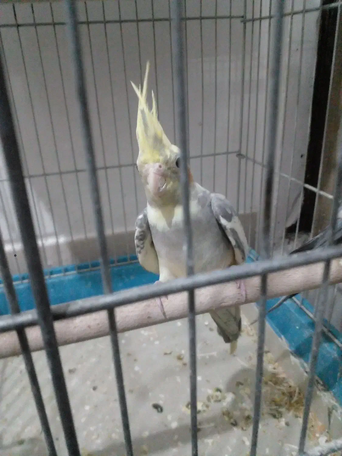 عروس هلندی ماده وسرحال اماده جفتگیری|پرنده|صباشهر, |دیوار