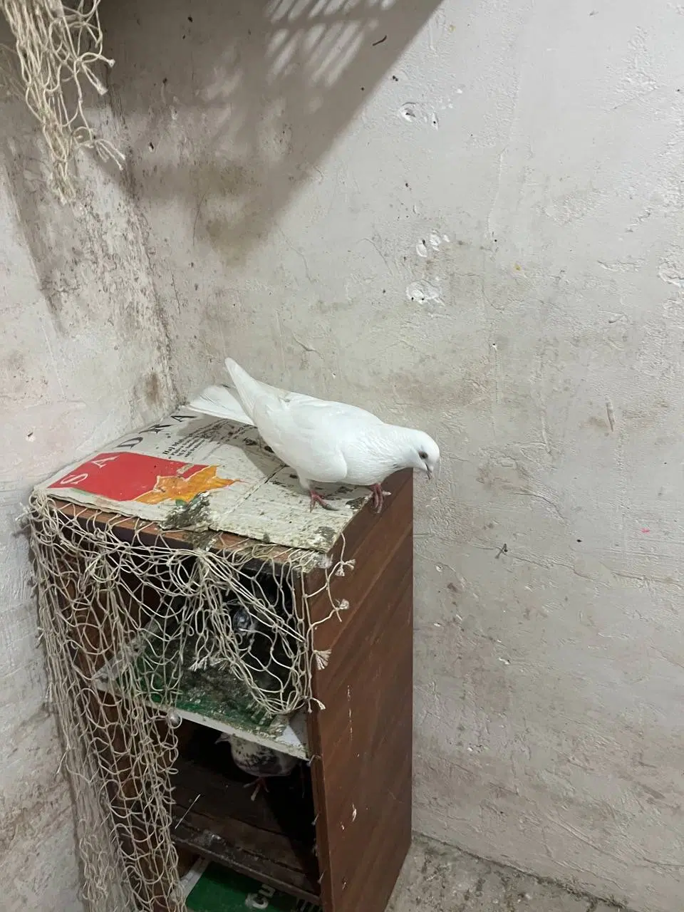 کبوتر|پرنده|شفت, |دیوار