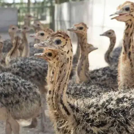 جوجه شترمرغ یکروزه و یکماهه|حیوانات مزرعه|ری, صالحآباد شرقی|دیوار