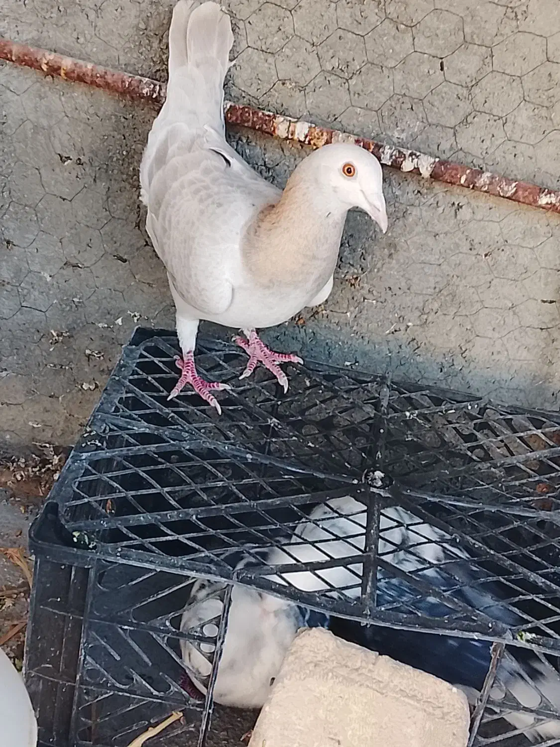 کبوتر|پرنده|کازرون, |دیوار