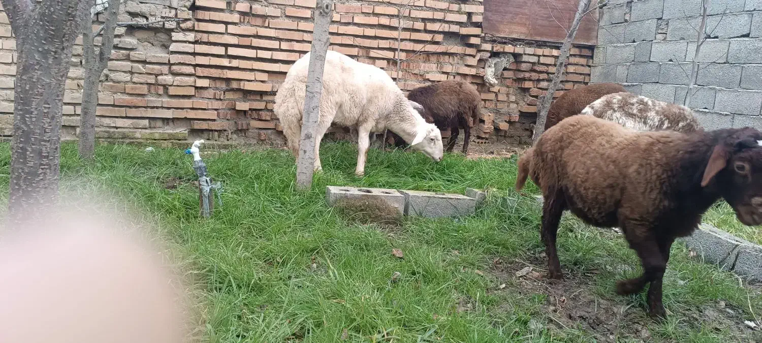 قوچ بره بروجردی|حیوانات مزرعه|گمیشان, |دیوار