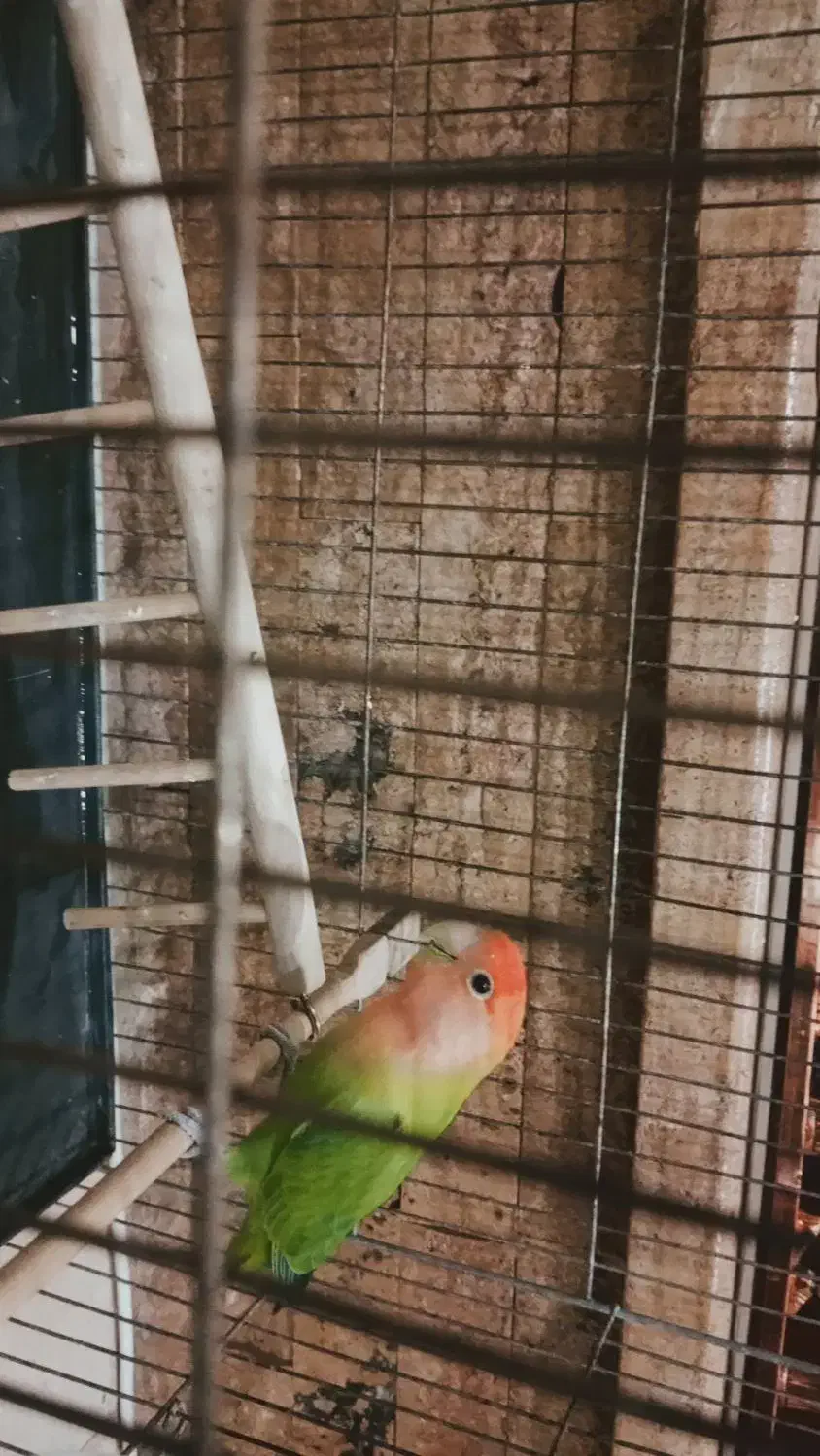 طوطی برزیلی|پرنده|تهران, تهرانپارس شرقی|دیوار