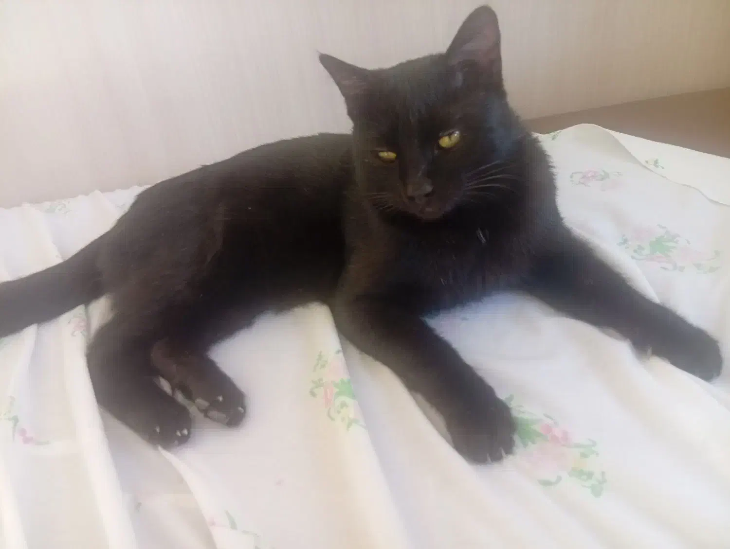 گربه مشکی پیداشده|حیوانات|مشهد, قائم|دیوار