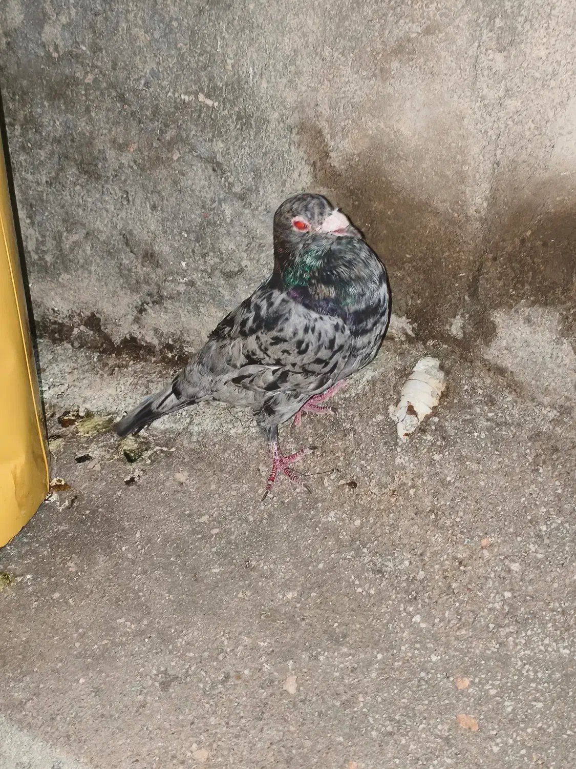 کبوتر پلاکی|پرنده|دهدشت, |دیوار