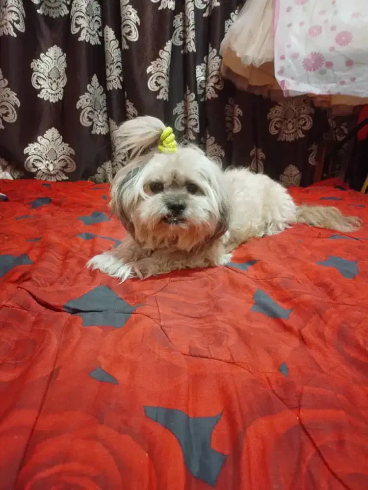 واگذار شیتزو کراس|سگ|گرگان, |دیوار