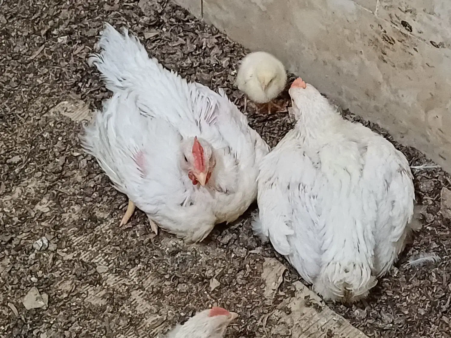 دانه میکسر گوشتی با بهترین مواد مغذی|لوازم جانبی حیوانات|گالیکش, |دیوار