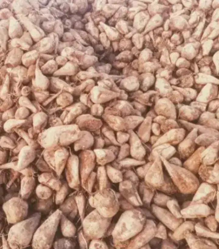 چغندر قند|لوازم جانبی حیوانات|دشتابی, |دیوار